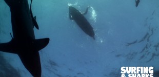 SURFING AND SHARKS